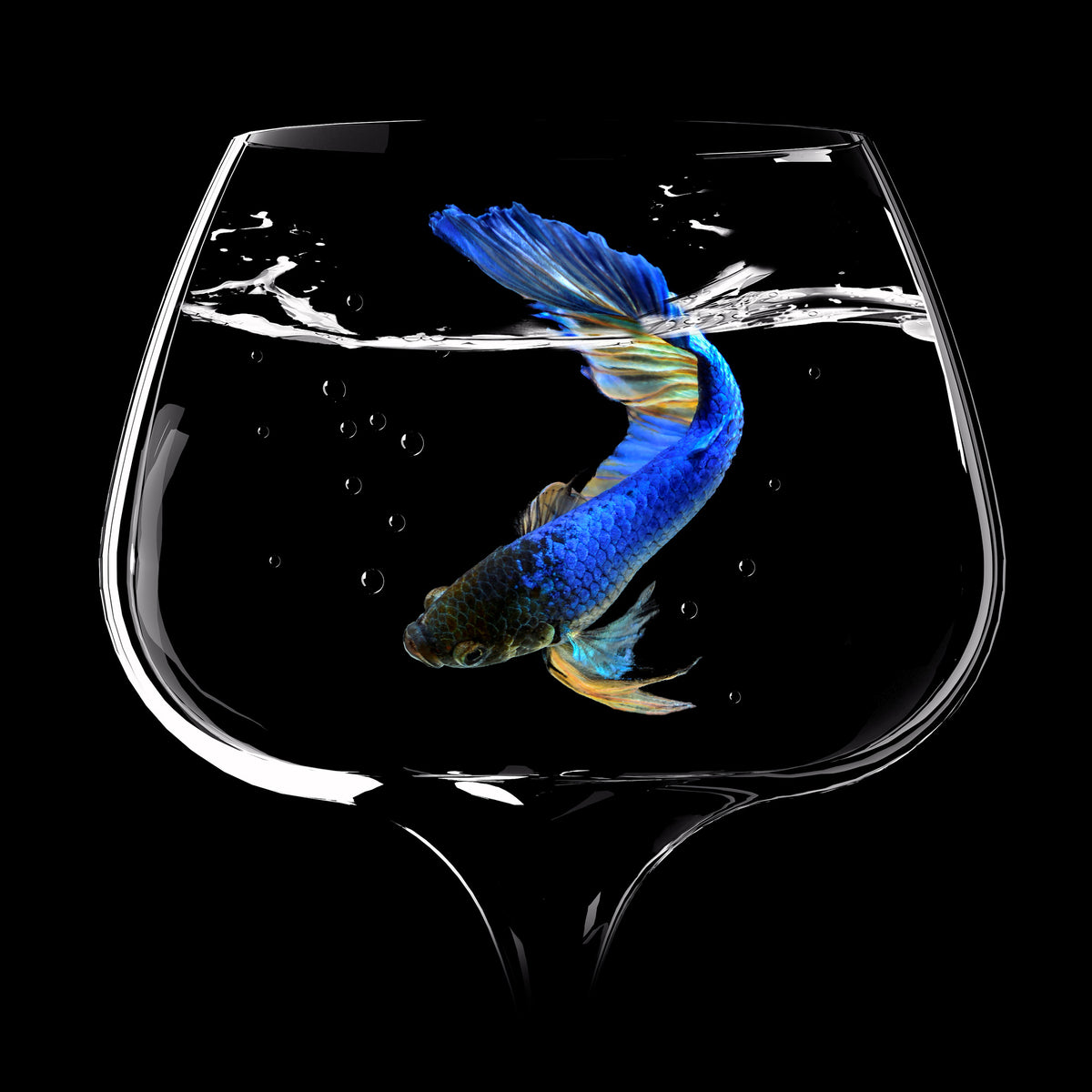 9-piece-canvas-print-betta-fish-dance