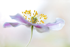 modern-3-piece-acrylic-print-wood-anemone