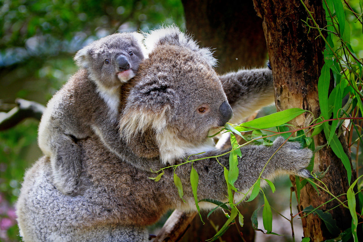 3-piece-aluminium-print-mom-and-baby-koala