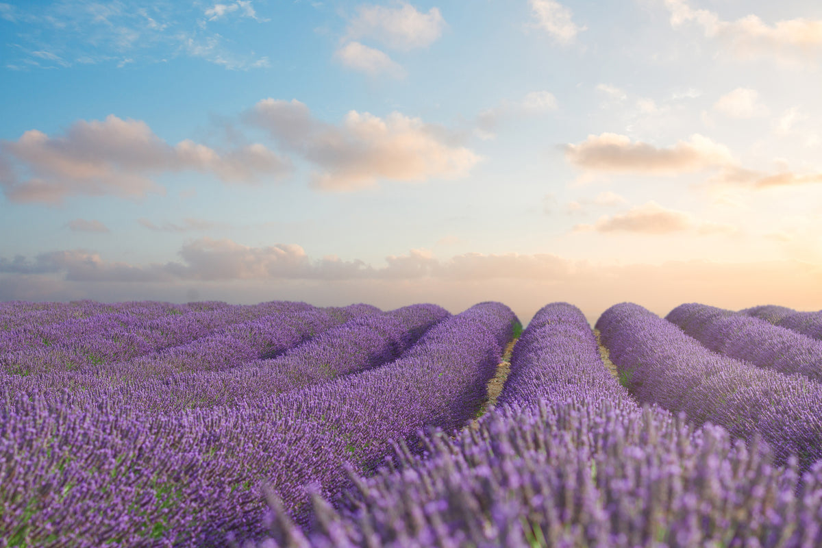 canvas-print-the-blooming-lavender-field