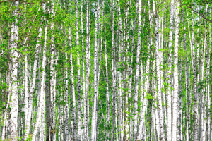 framedcanvas-print-the-birch-forest