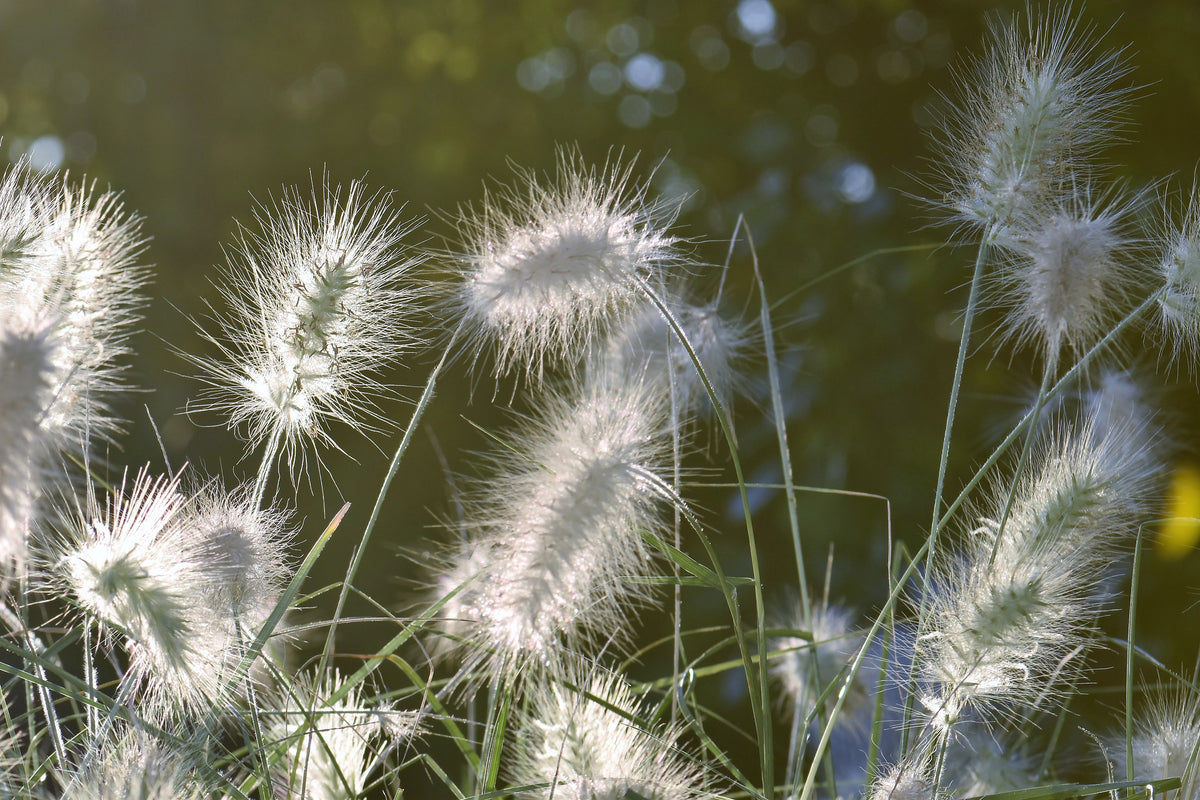 framedposter-print-ornamental-grasses-in-xl