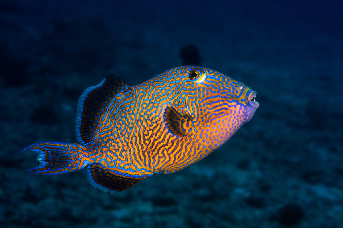3-piece-canvas-print-blue-triggerfish