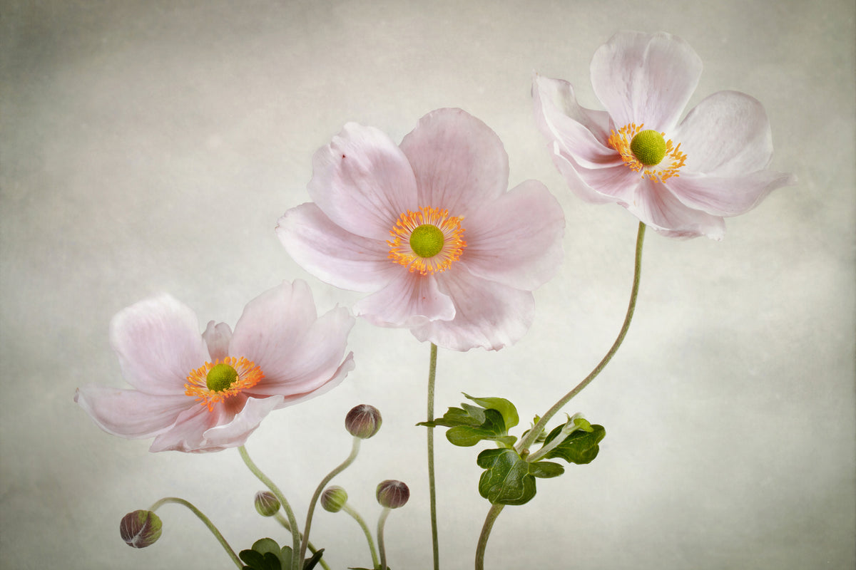 modern-3-piece-canvas-print-anemones-ii