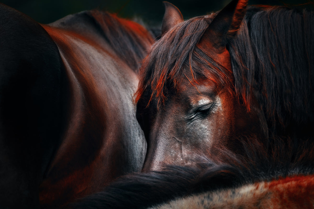 framedcanvas-print-sleep-huddle