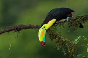 framedcanvas-print-the-colors-of-costa-rica