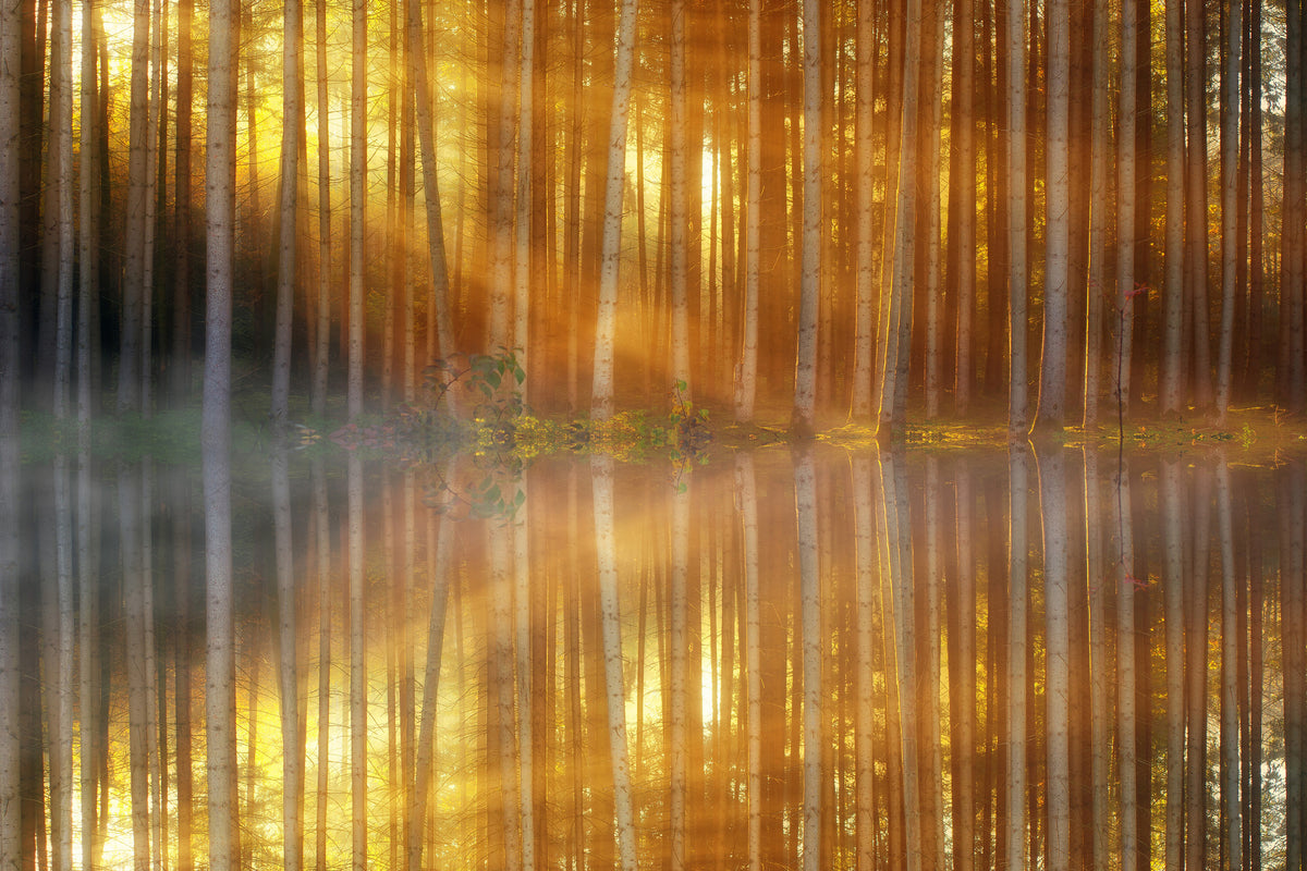 modern-3-piece-aluminium-print-romantic-mood-in-the-forest