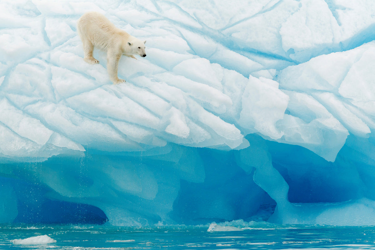 3-piece-aluminium-print-polar-bear