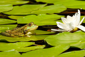 framedcanvas-print-the-frog-and-the-water-lily