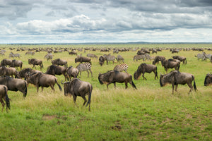 acrylic-print-great-migration-in-serengeti-plains-x