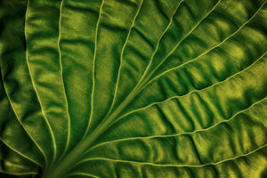 3-piece-canvas-print-leaf-of-a-hosta