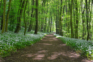 framedcanvas-print-we-love-the-summer-in-the-woods