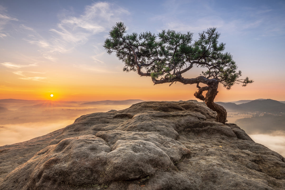 canvas-print-old-pine-xqy