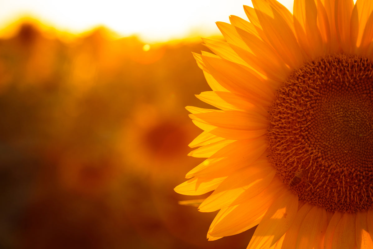 3-piece-acrylic-print-macro-sunflower
