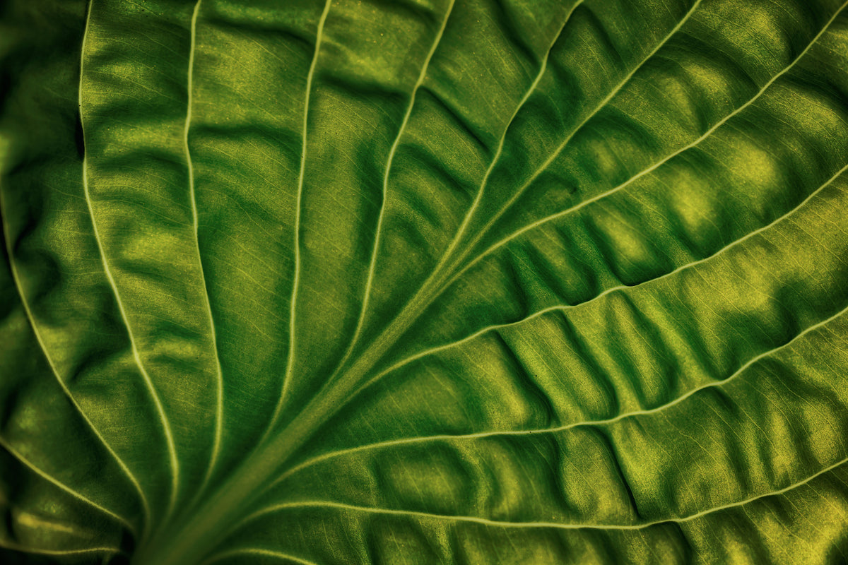 framedcanvas-print-leaf-of-a-hosta