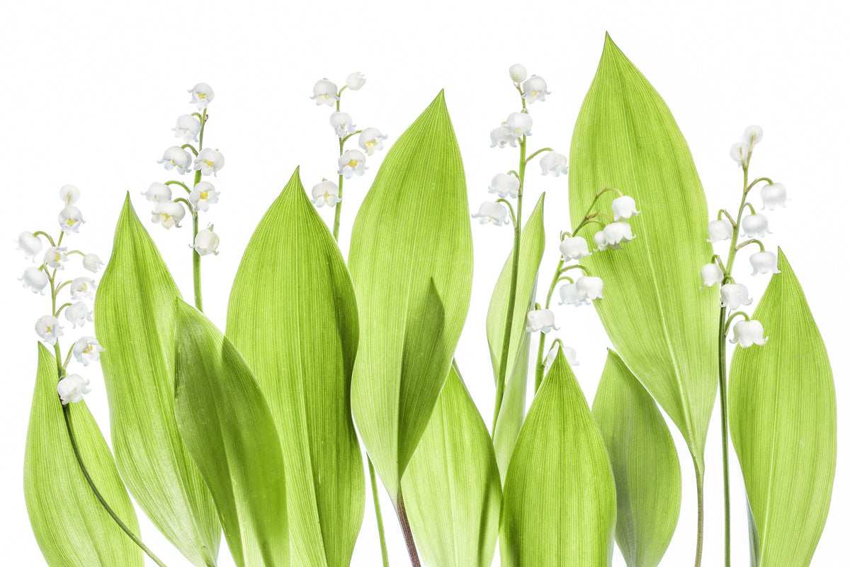 framedcanvas-print-lily-of-the-valley