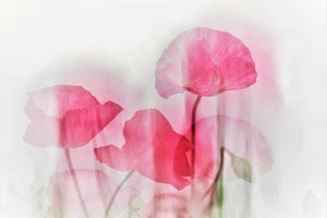 3-piece-aluminium-print-flowers