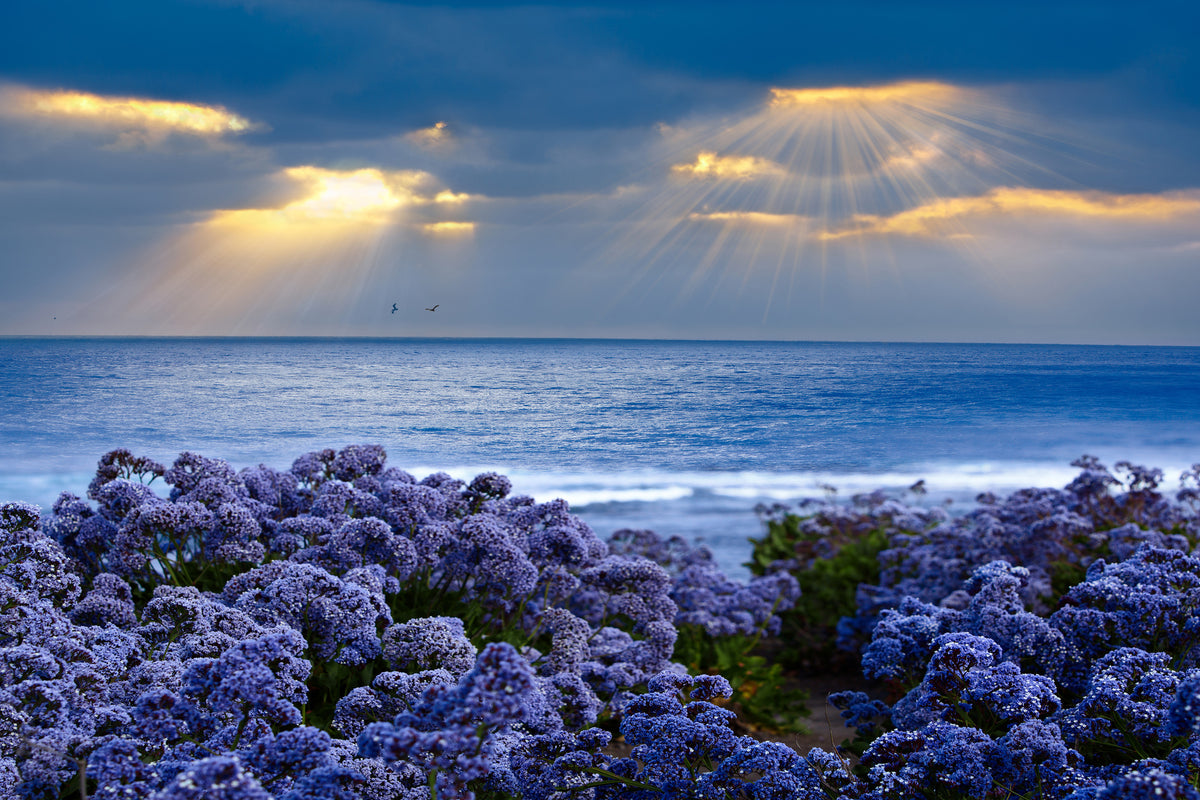modern-3-piece-canvas-print-lavender-and-sea