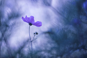 acrylic-print-blue-dream-x