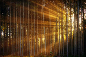 poster-print-trees-in-sunbeams