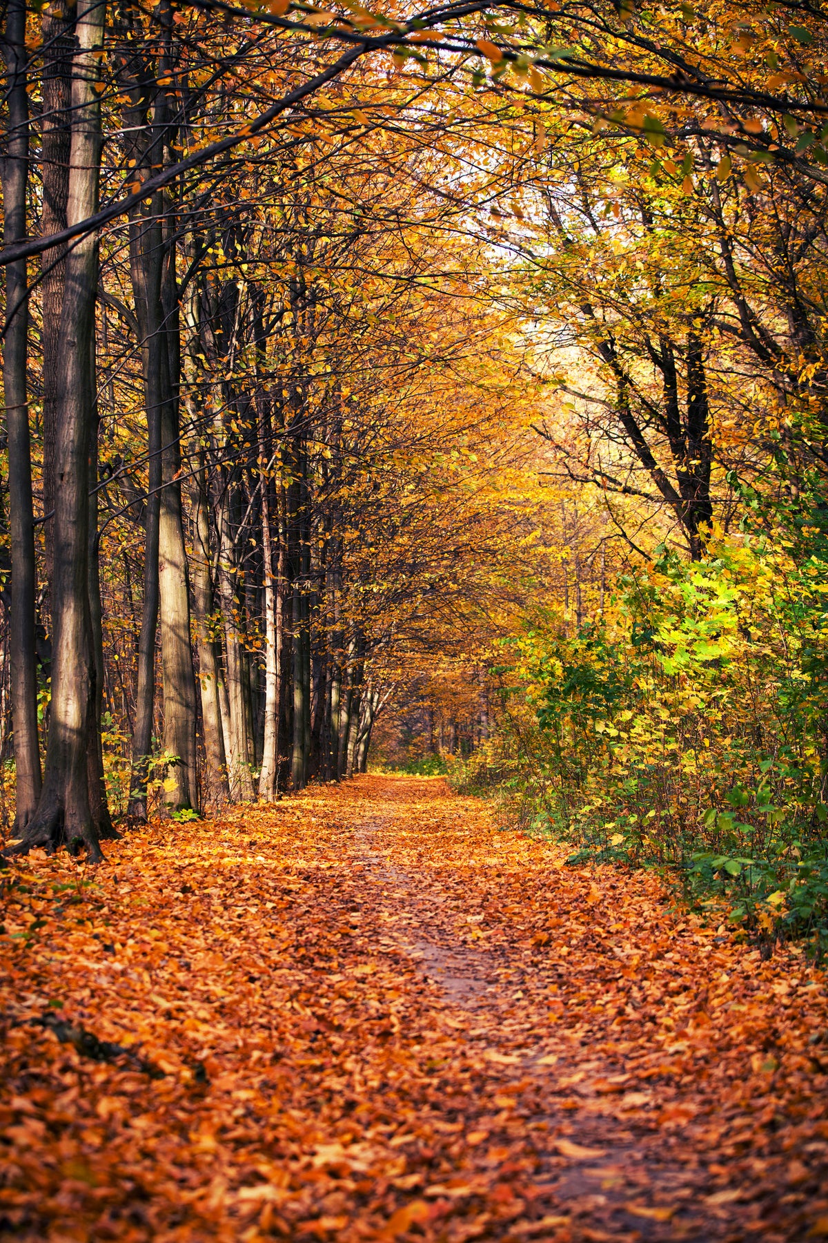 aluminium-print-deciduous-forest-in-autumn-light