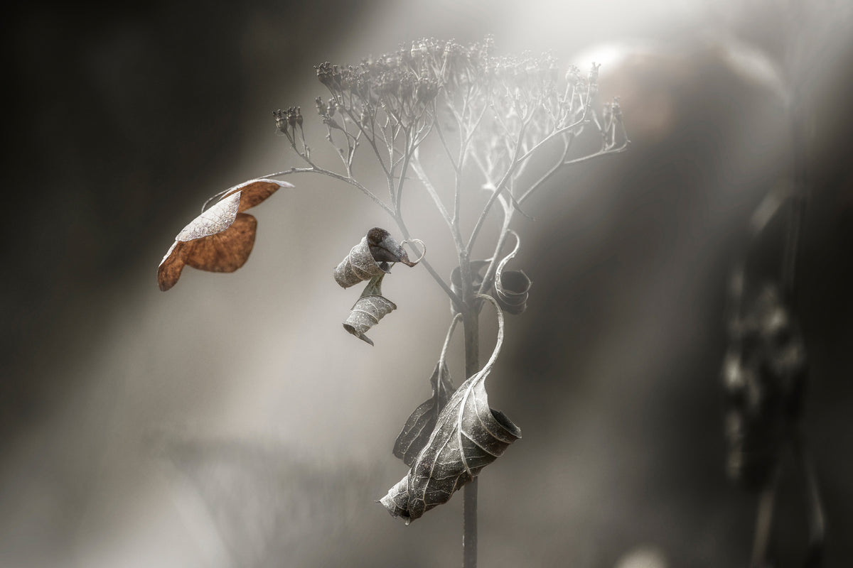 aluminium-print-withe-hydrangea