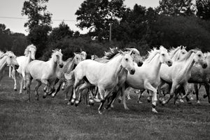 canvas-print-the-mustang-herd