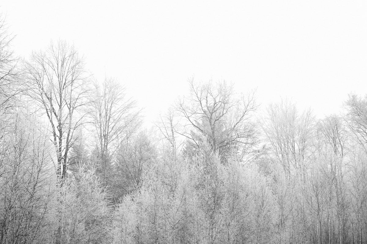 3-piece-aluminium-print-birches-in-the-snow