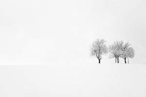 acrylic-print-tree-and-silence-x