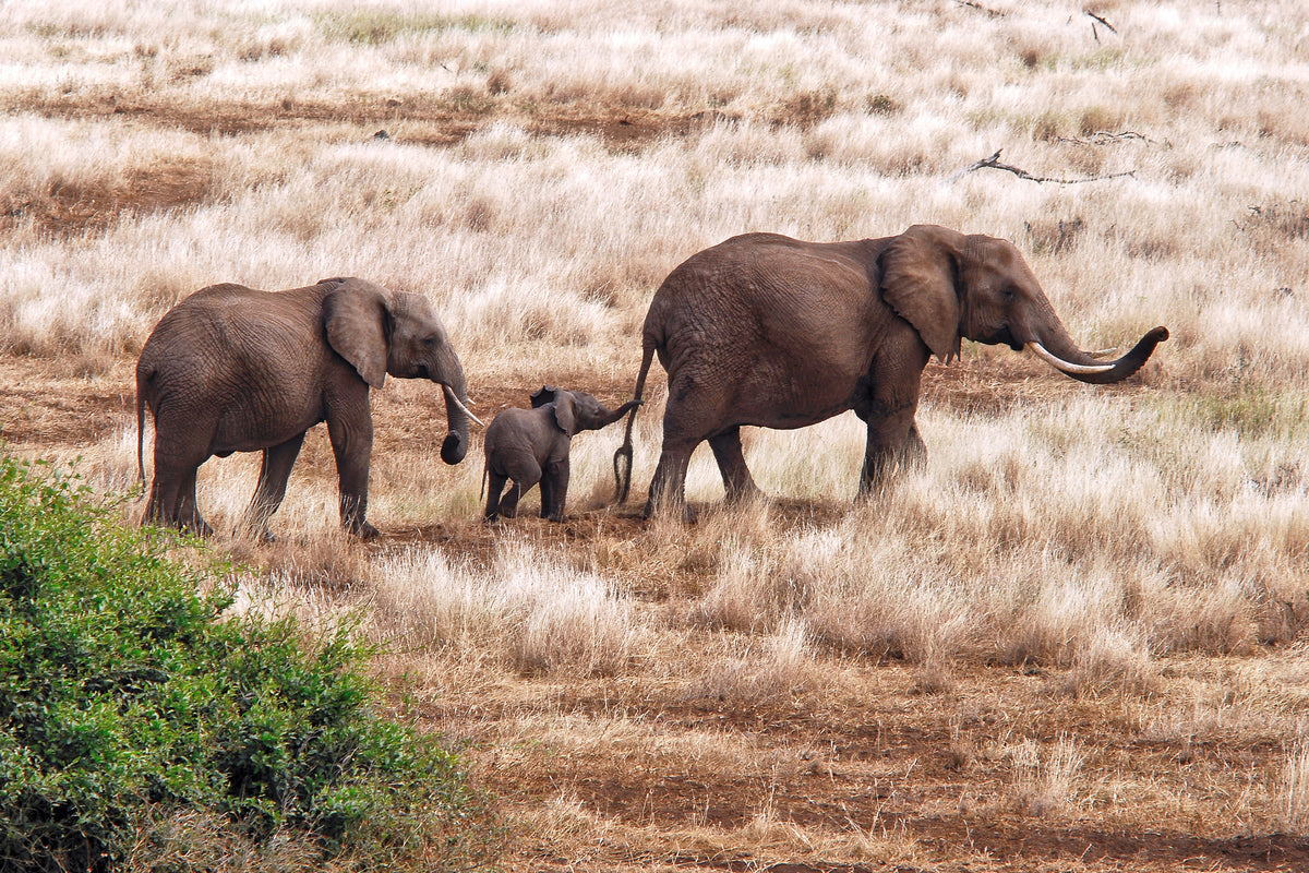 canvas-print-elephant-family-tanzania-x