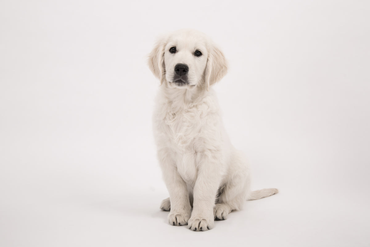 3-piece-aluminium-print-sweet-golden-retriever-puppy