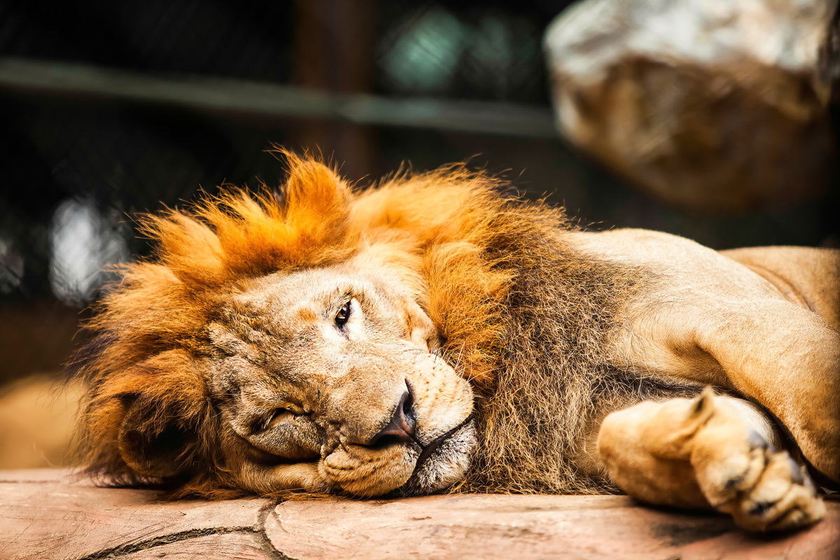 framedcanvas-print-relaxed-lion