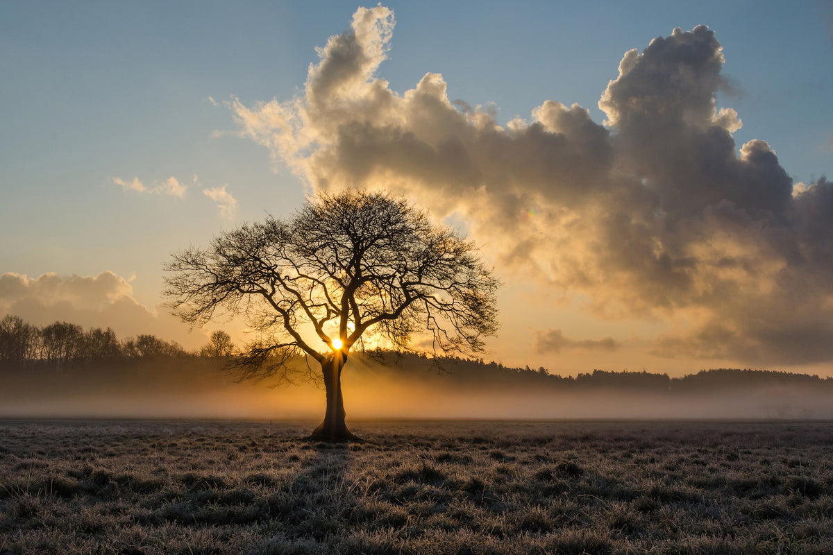 canvas-print-a-lonely-tree