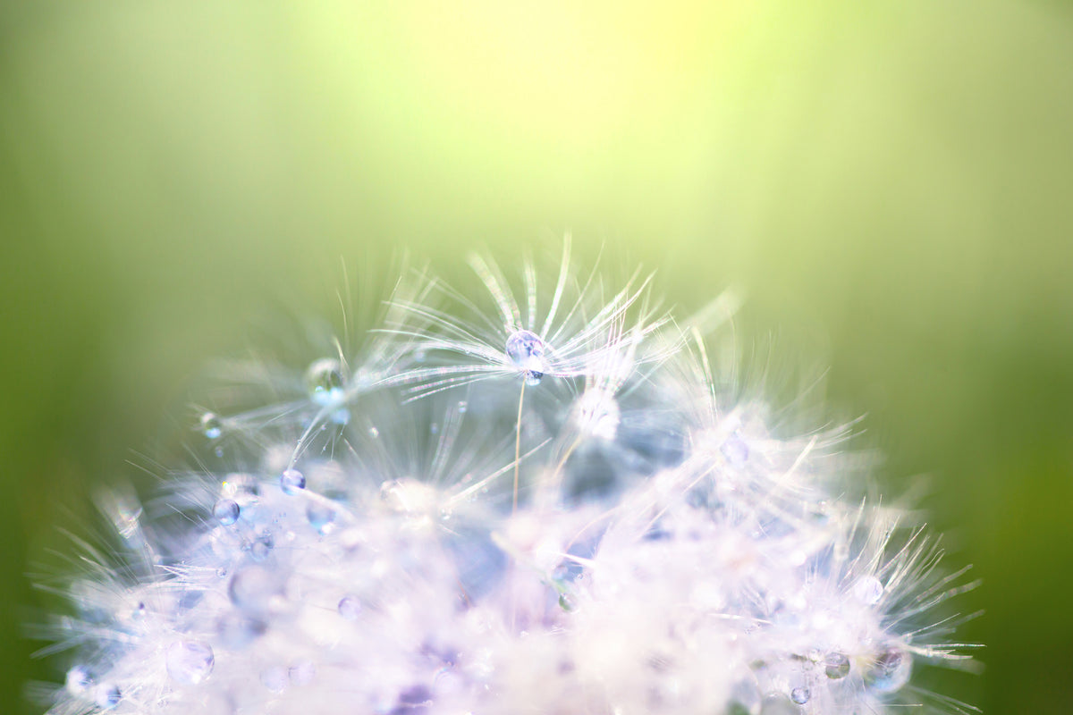 acrylic-print-dandelion-xl-in-morning-dew