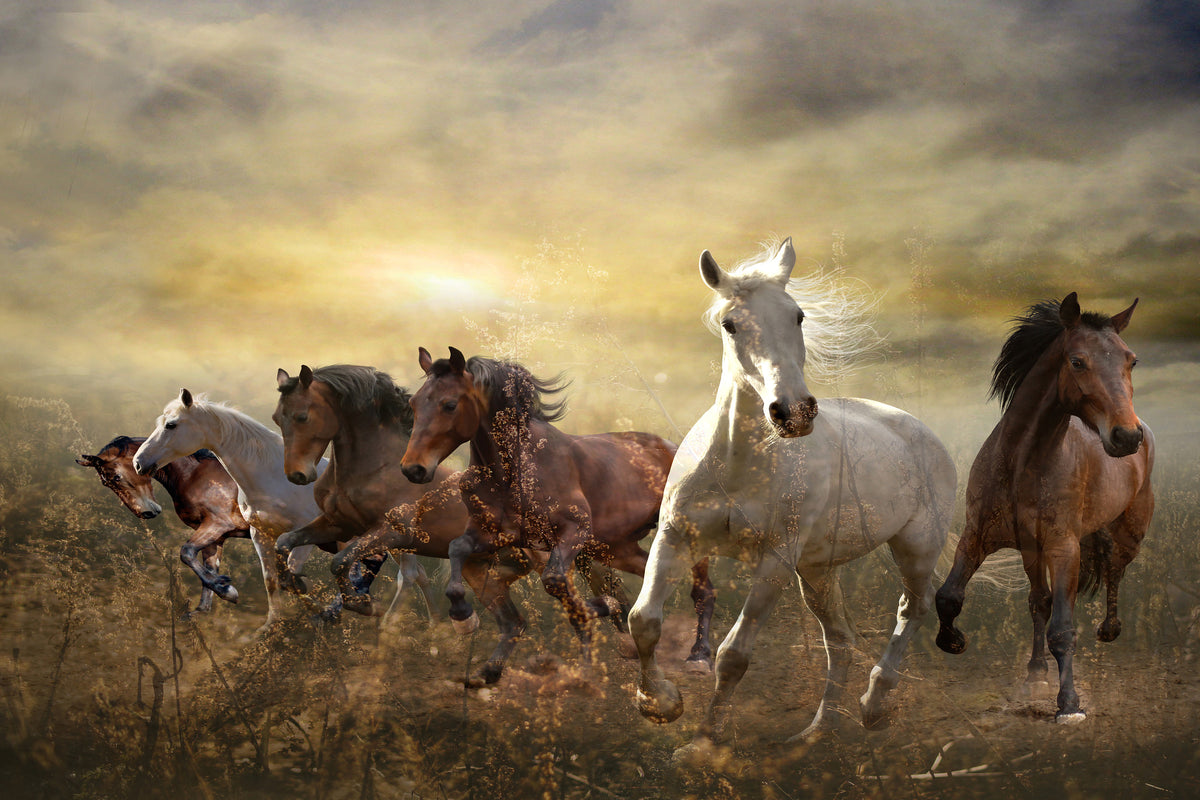 aluminium-print-wild-wild-horses