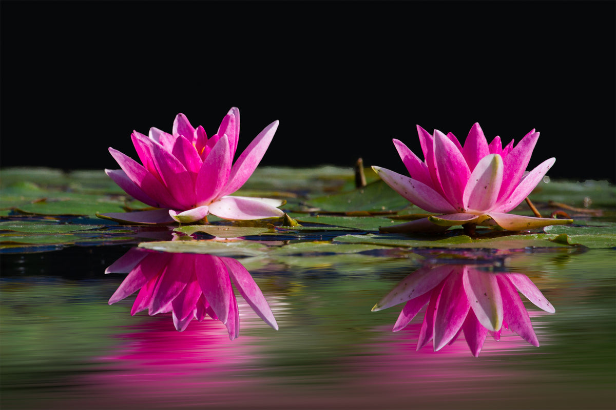 acrylic-print-water-lilies-duo-in-pink