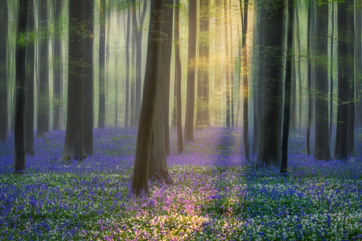 aluminium-print-daydreaming-of-bluebells-xfv