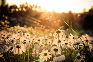 framedposter-print-daisies-at-sunset