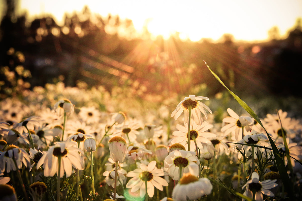 framedposter-print-daisies-at-sunset