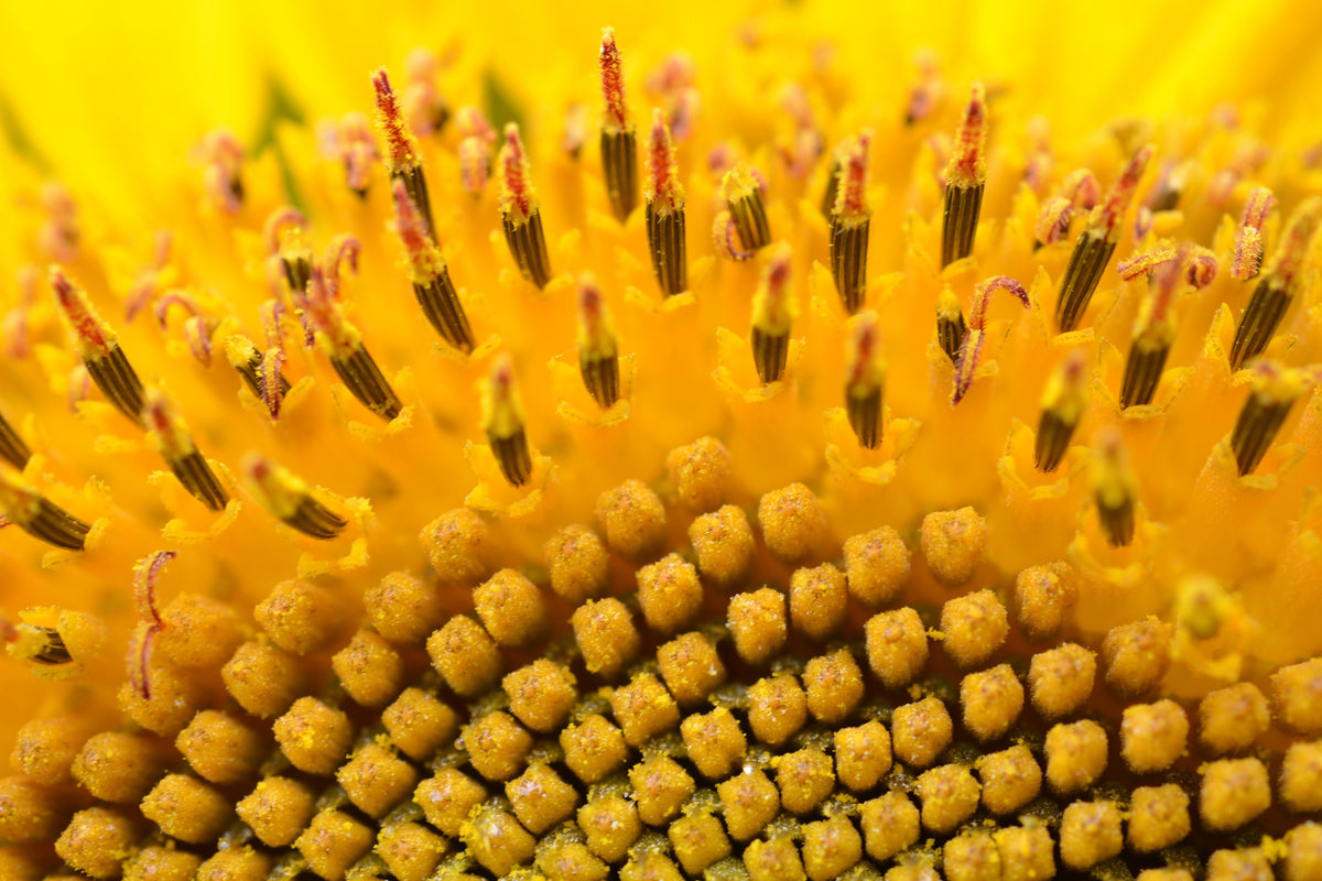aluminium-print-the-buds-of-the-sunflower-in-xxl