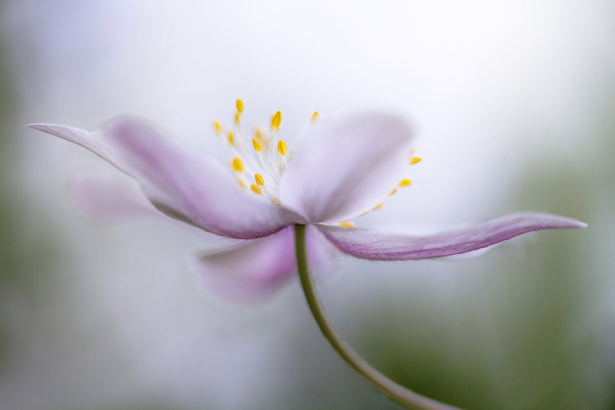 acrylic-print-nemorosa-ii