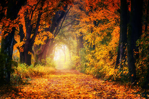 3-piece-aluminium-print-forest-walk