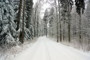 3-piece-canvas-print-snow-in-the-forest