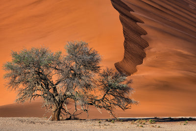 poster-print-acacia-in-the-desert-x