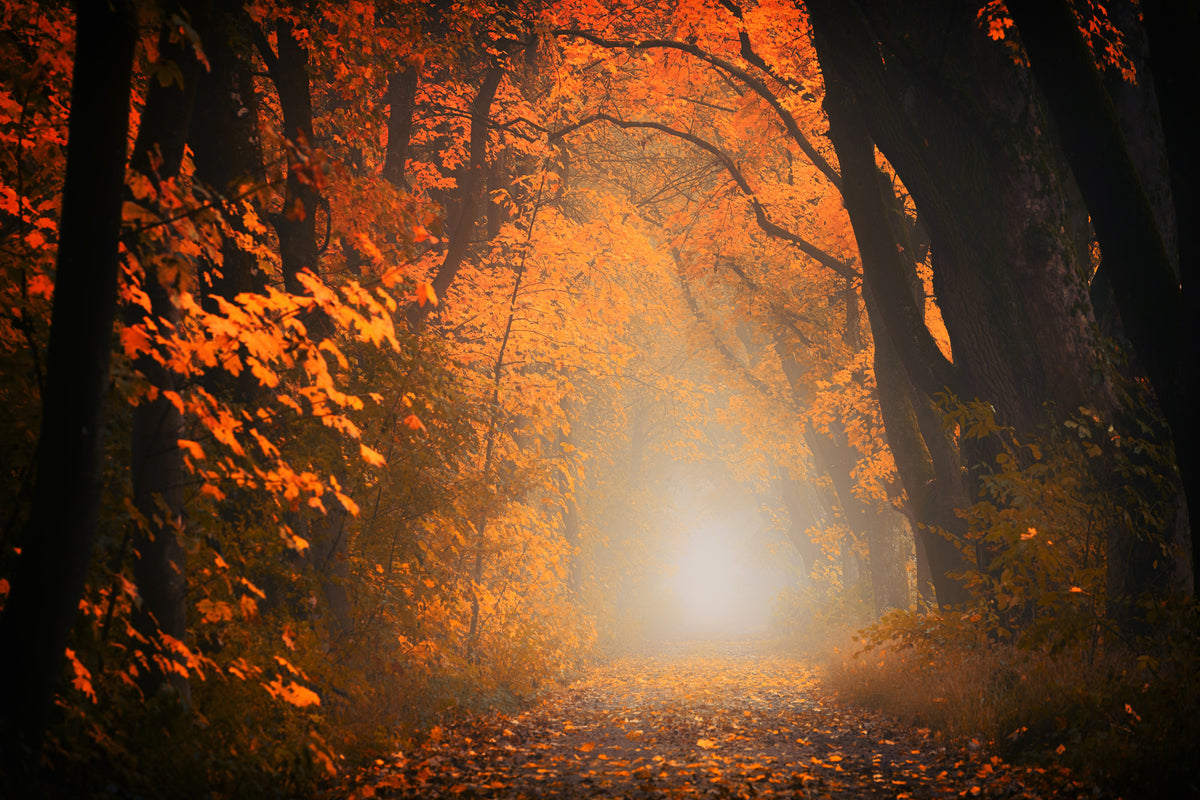 acrylic-print-autumn-light-in-the-forest