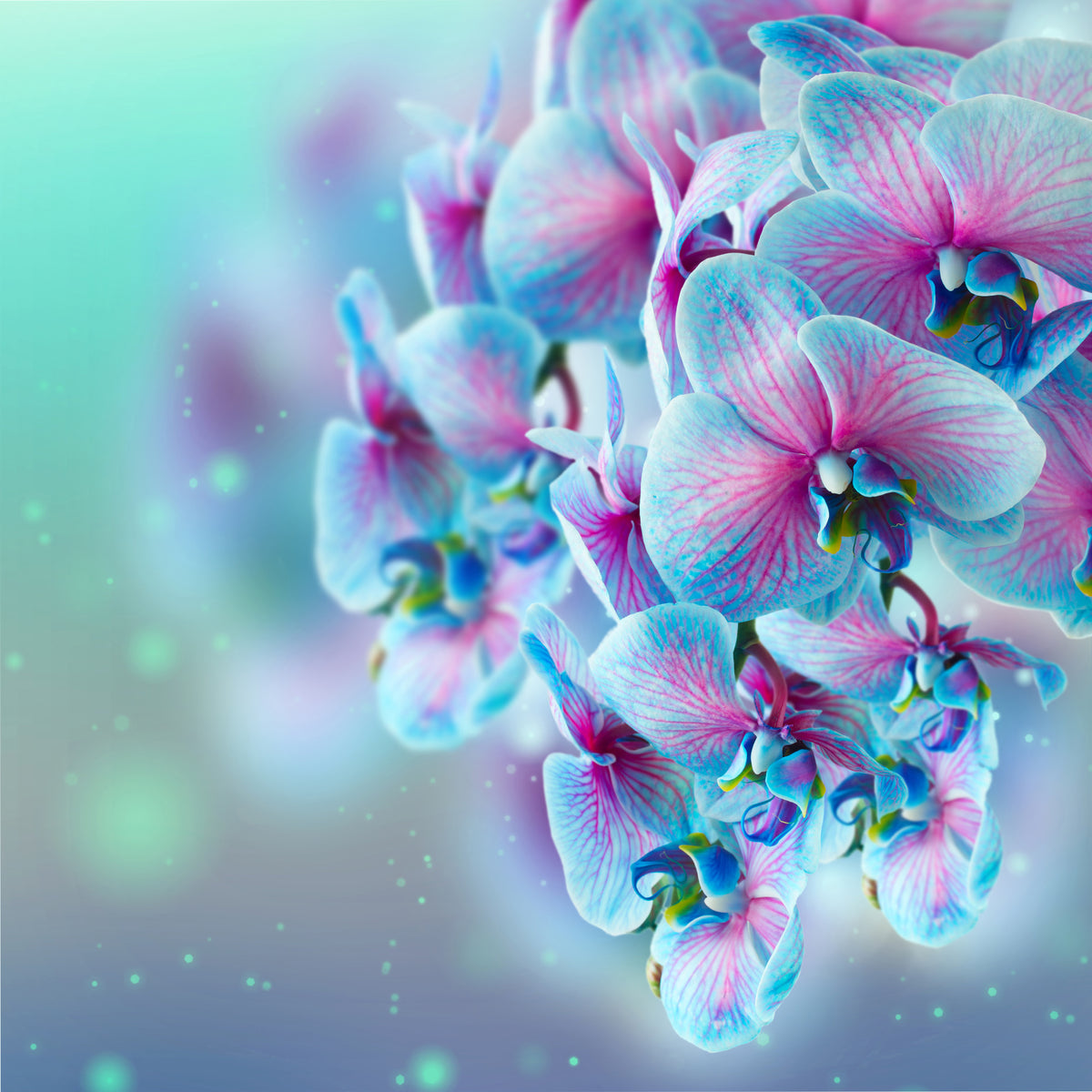 9-piece-acrylic-print-colored-orchids