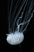 acrylic-print-beware-jellyfish