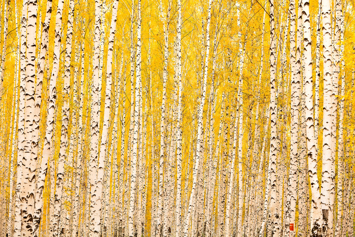 modern-3-piece-acrylic-print-the-birch-forest-in-autumn