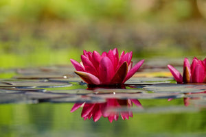 3-piece-aluminium-print-red-water-lily-duo