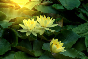 3-piece-canvas-print-wild-lotus